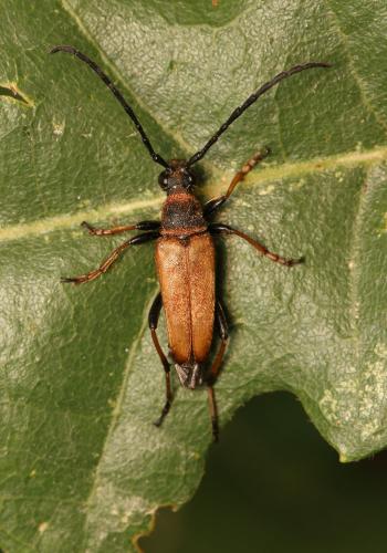 Réf. 188 202 : Stictoleptura rubra